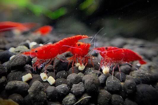 Free Cherry Shrimp, Ghost shrimp, Western Mosquito Fish & Aquatic Plants 