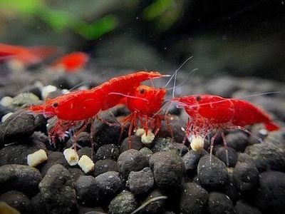 Free Cherry Shrimp, Ghost shrimp, Western Mosquito Fish & Aquatic Plants