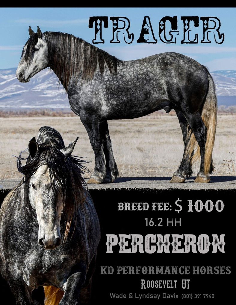 Beautiful Percheron Stallion