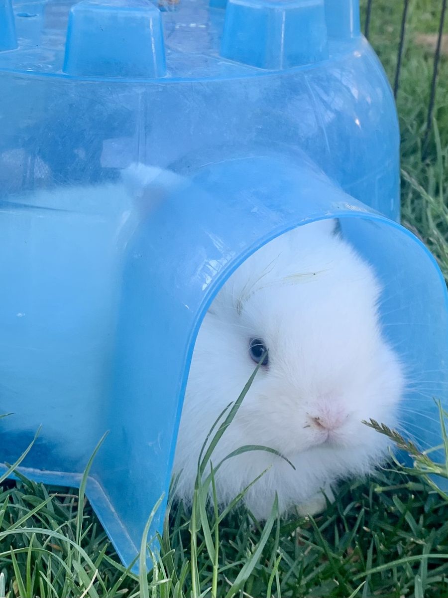 Gorgeous Baby Holland Lops To Reserve!