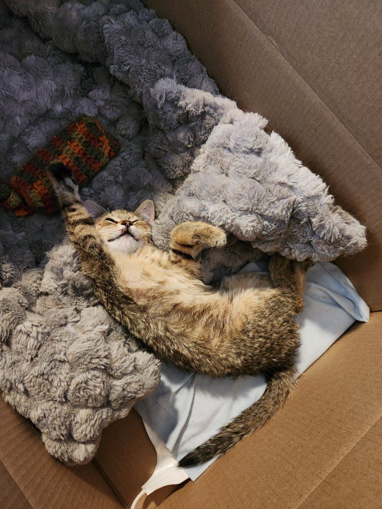 Super sweet brindled tabby kitten