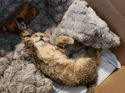 Super sweet brindled tabby kitten