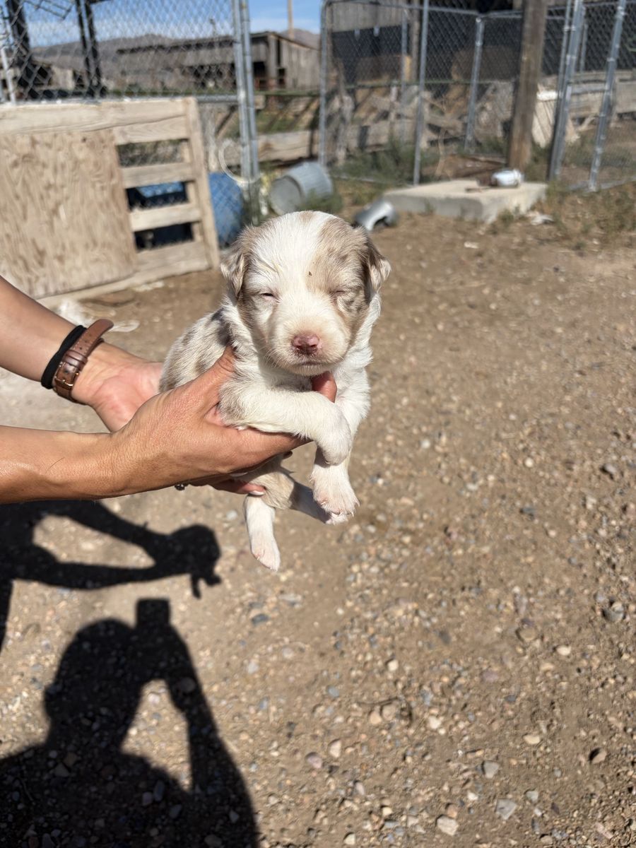 Silver border collie mini Aussie cross pups 
