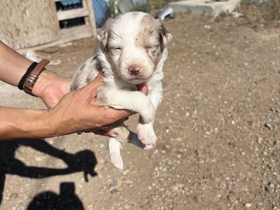 Silver border collie mini Aussie cross pups