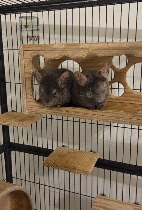2 Bonded Male Chinchillas