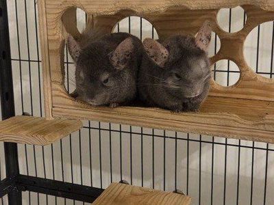 2 Bonded Male Chinchillas