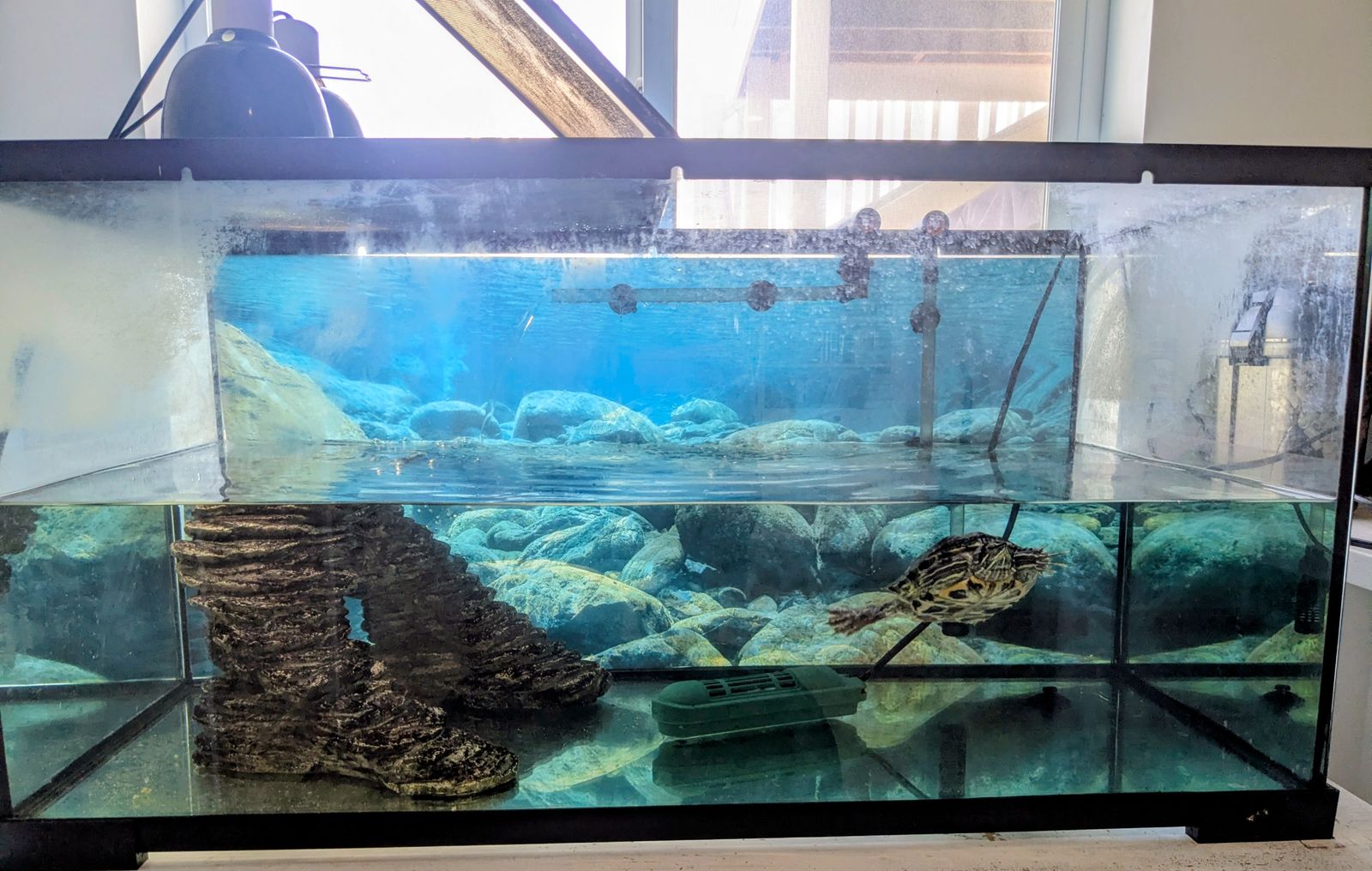 Aquatic Turtle (Red-eared Slider) + Tank