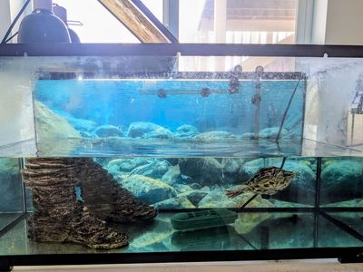 Aquatic Turtle (Red-eared Slider) + Tank