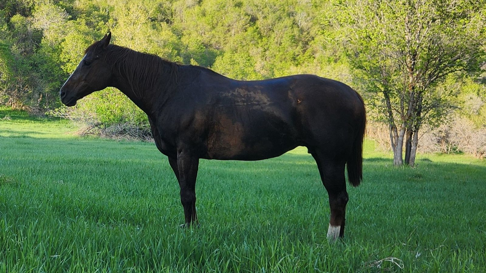 AQHA Mare - Gentle and Safe