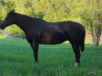 AQHA Mare - Gentle and Safe