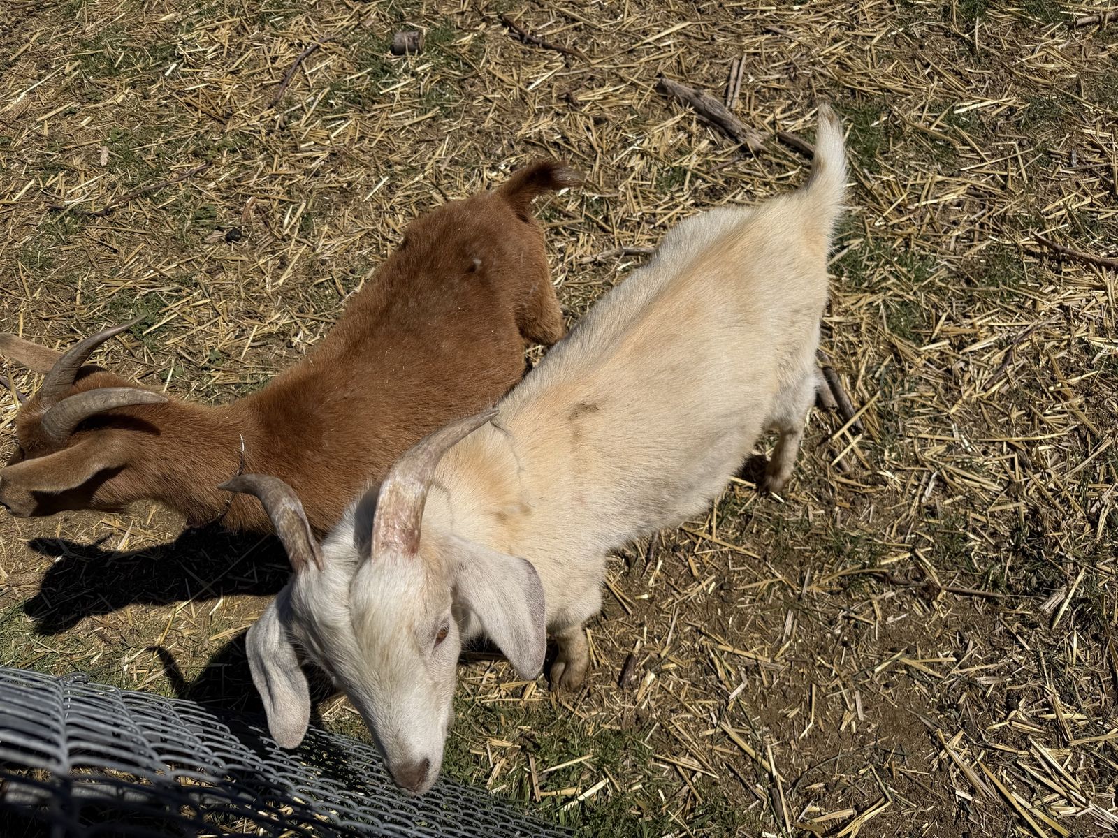 Various Goats--$125 Each