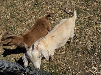 Various Goats--$125 Each
