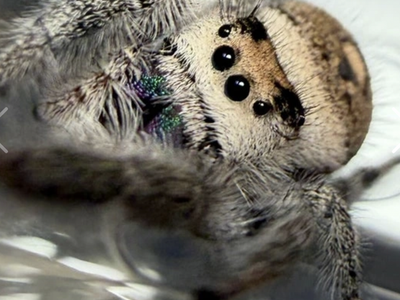 Beautiful peach regal jumping spider with babies