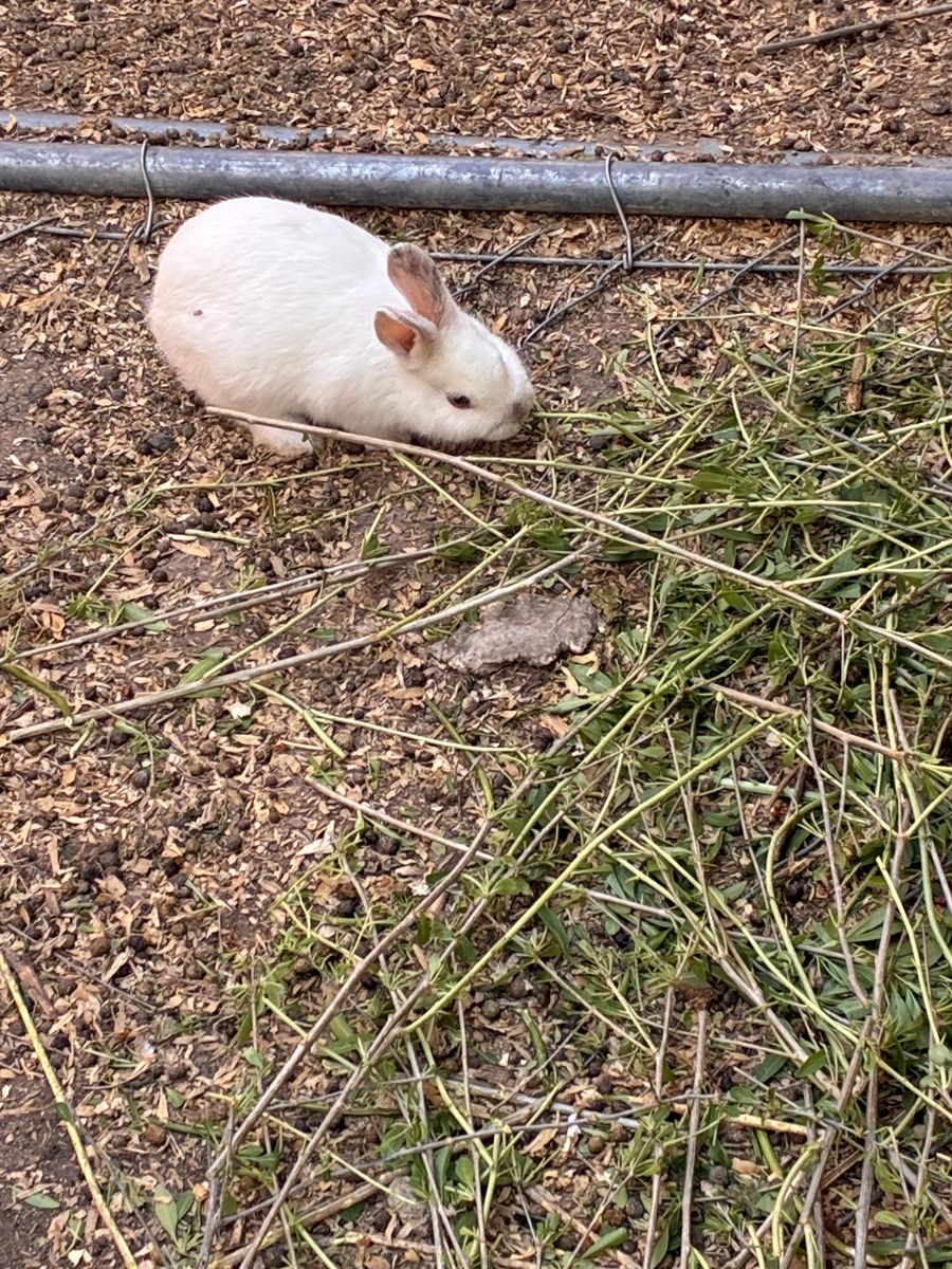 Bunnie