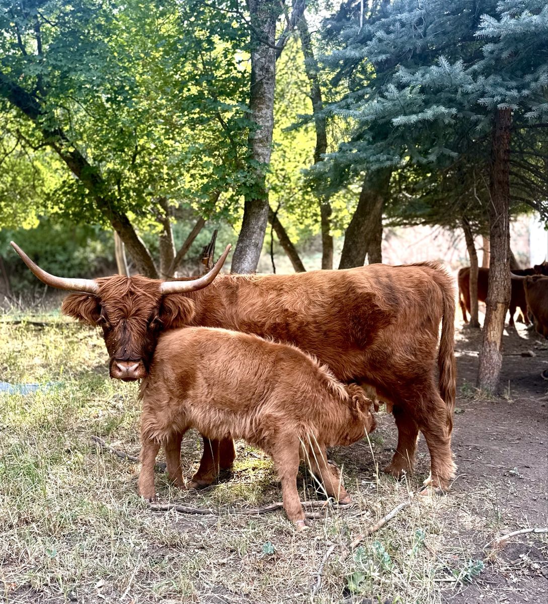 Highland Cattle Cow & Calf Pair or separate - Proven Breeder, Perfect for Starting Your Herd