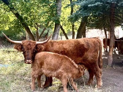 Highland Cattle Cow & Calf Pair or separate - Proven Breeder, Perfect for Starting Your Herd