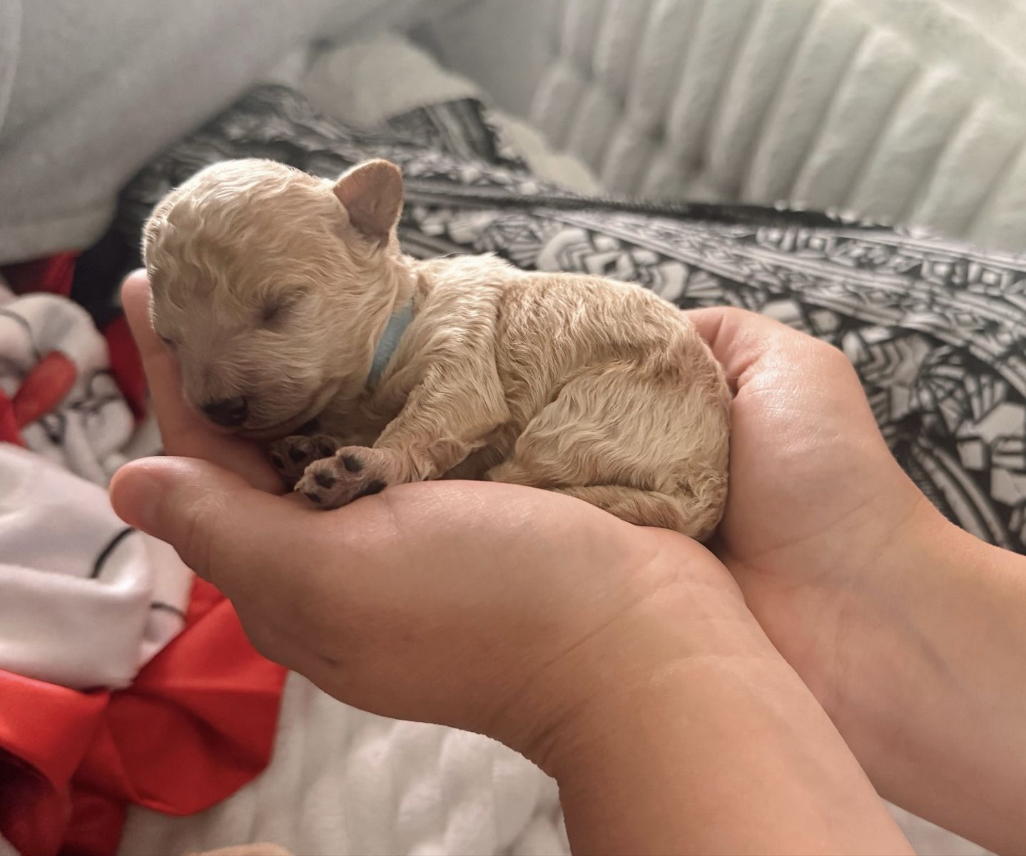 Beautiful Bichon/Yorkiepoo Male (Taking Deposits)