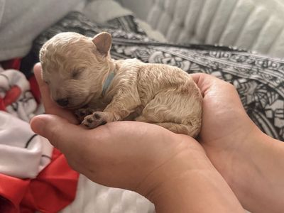 Beautiful Bichon/Yorkiepoo Male (Taking Deposits)