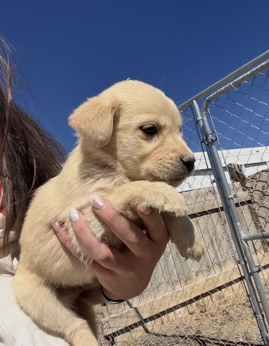 Mothers Day Puppies