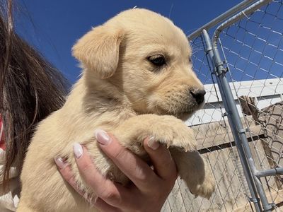 Mothers Day Puppies