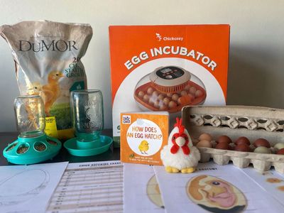 Kids Chick Hatching Kit