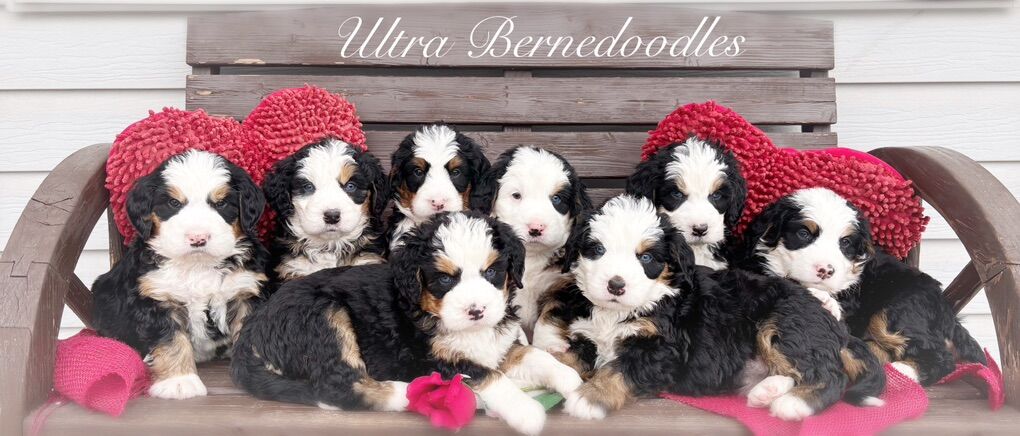 ULTRA BERNEDOODLES ARE HERE!!!