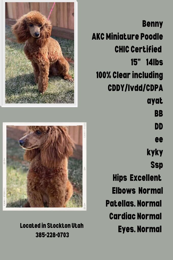 AKC Mini Poodle At Stud