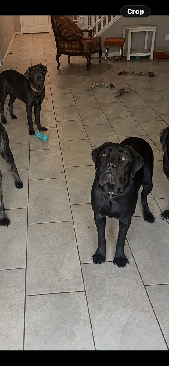 Cane Corso Puppies World Champ line