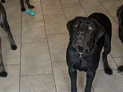 Cane Corso Puppies World Champ line