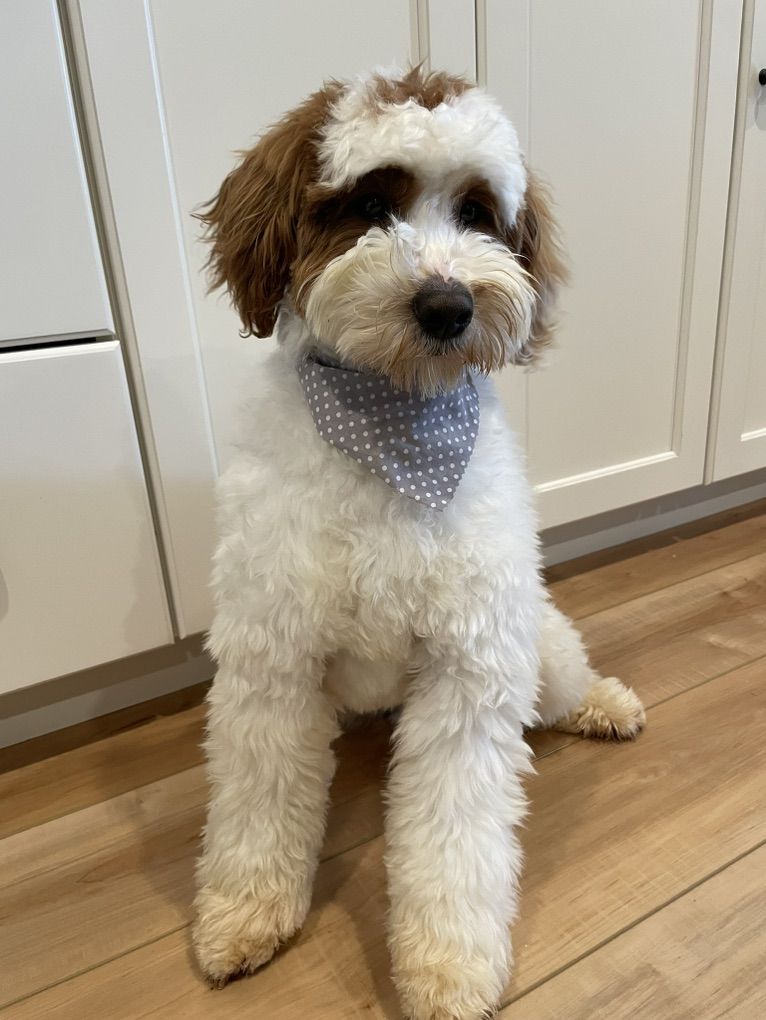 10/10 ALL CLEAR, 22#, FF, SS Goldendoodle Stud