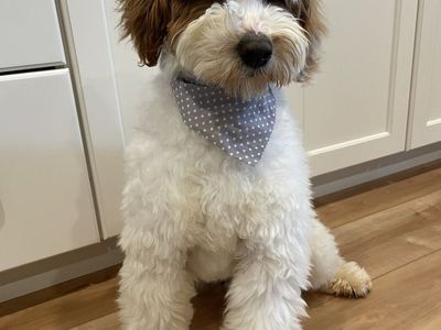 10/10 ALL CLEAR, 22#, FF, SS Goldendoodle Stud