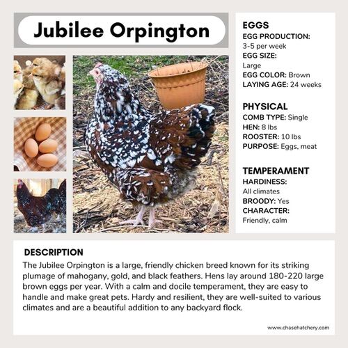 ISO: 2 Jubilee orpington Hens Or Hatching Eggs