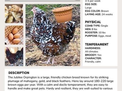 ISO: 2 Jubilee orpington Hens Or Hatching Eggs