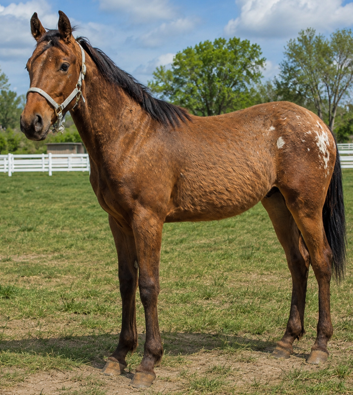 Registered Bay Walkaloosa Colt - ½ Tennessee Walker and ½ Appaloosa cross