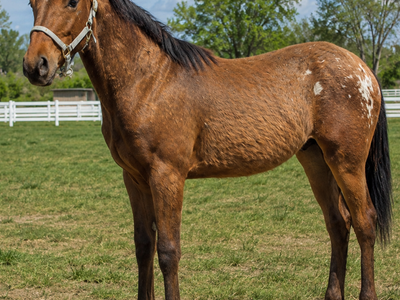 Registered Bay Walkaloosa Colt - ½ Tennessee Walker and ½ Appaloosa cross