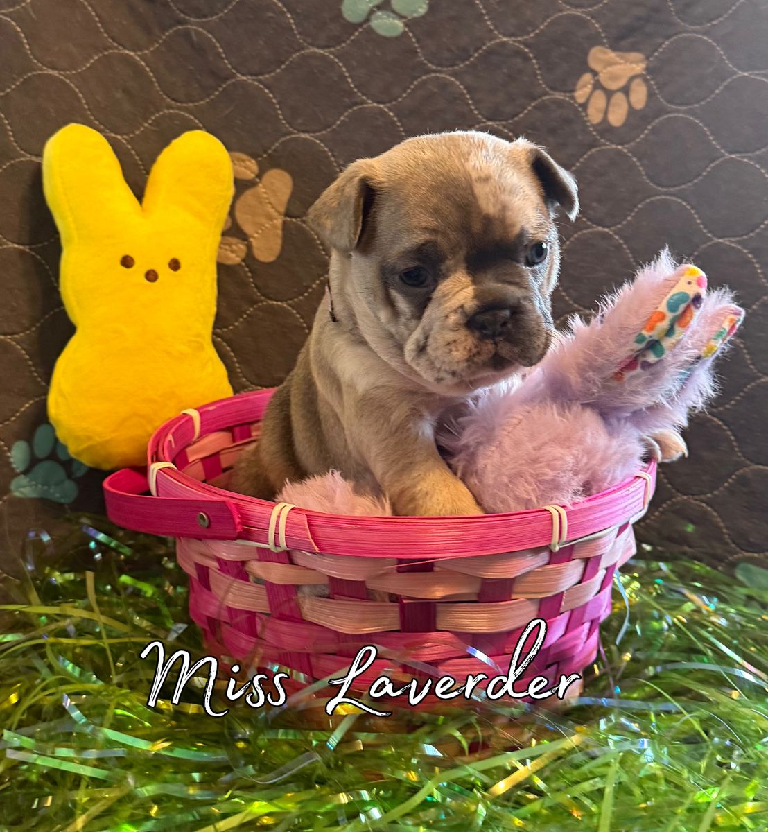 French Bulldog Puppies AKC