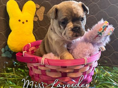 French Bulldog Puppies AKC