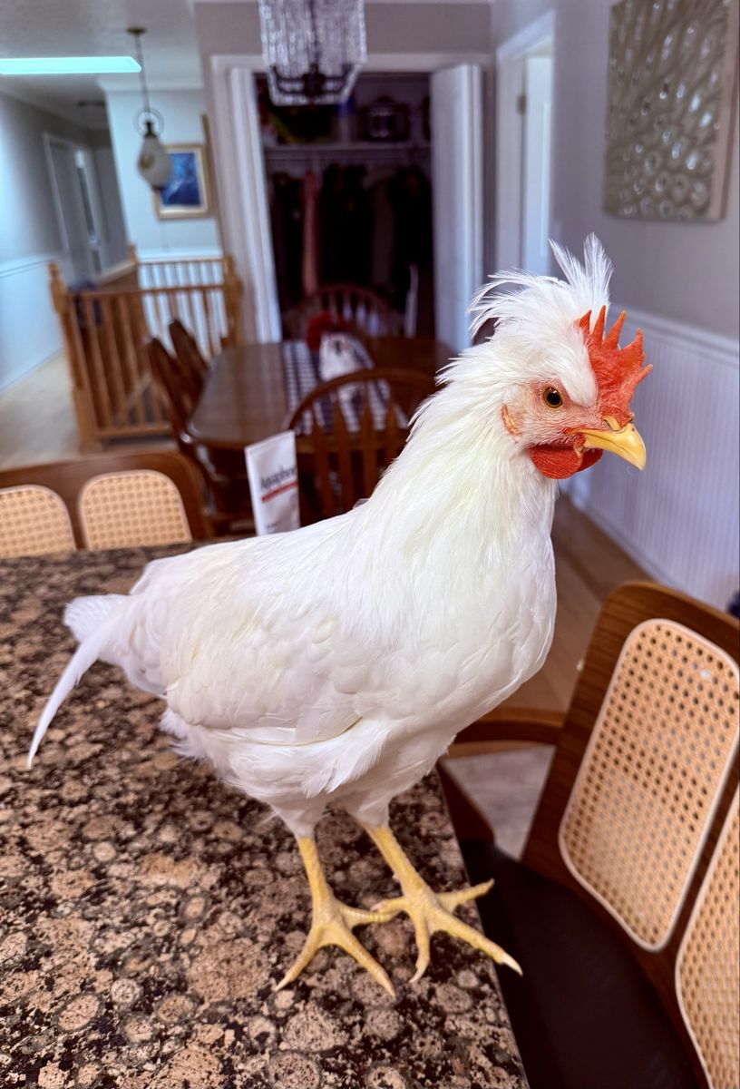 Free Frost White Legbar Rooster