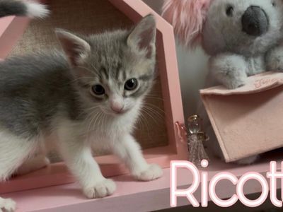 Adorable Kittens Seeking Forever Homes: