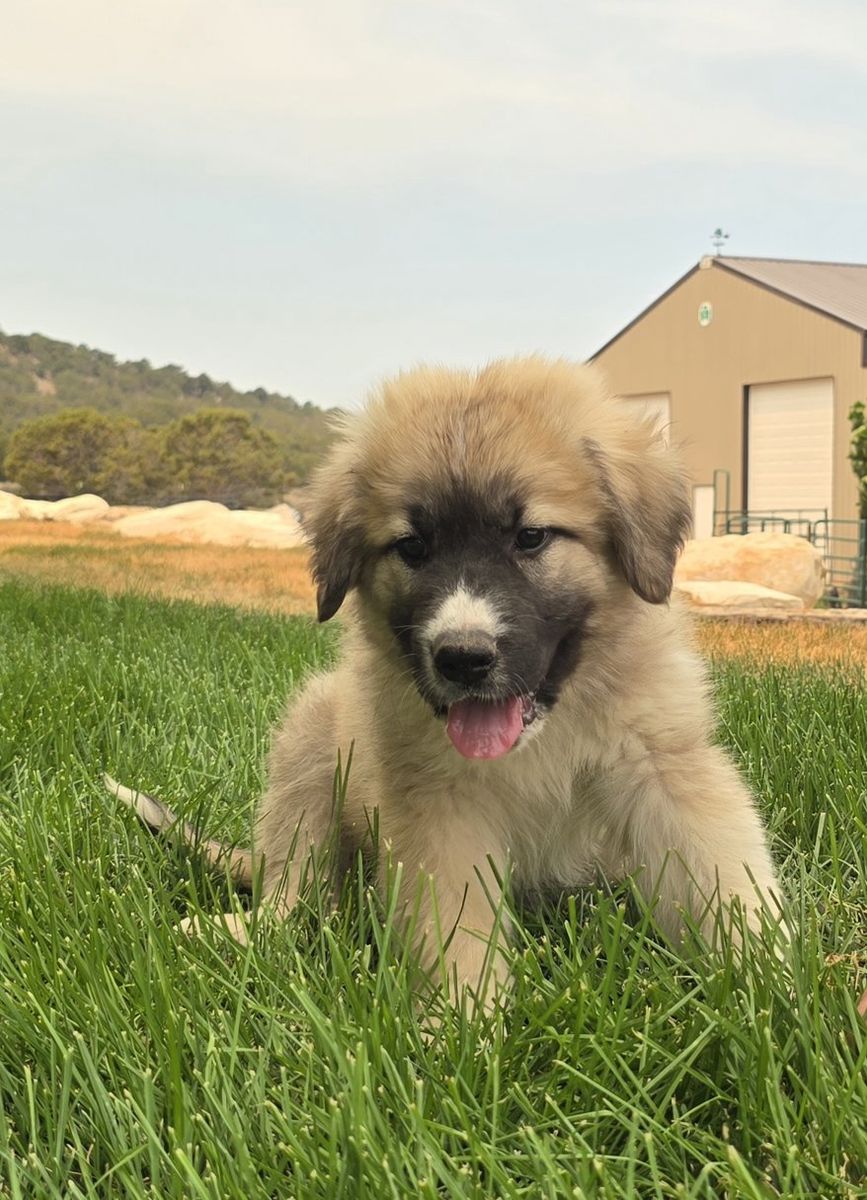 Pyrenees/Ovcharka mix puppies