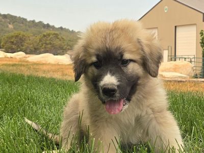 Pyrenees/Ovcharka mix puppies