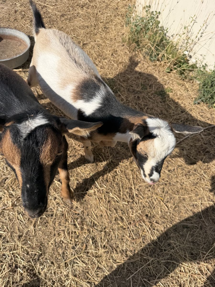 2 Registered Nigerian Dwarf Does for Sale
