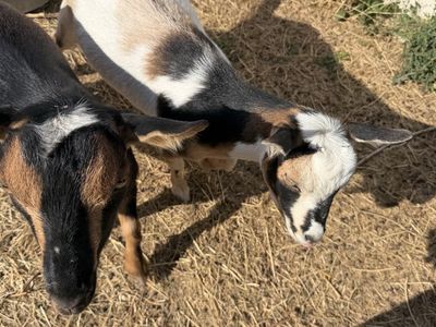 2 Registered Nigerian Dwarf Does for Sale