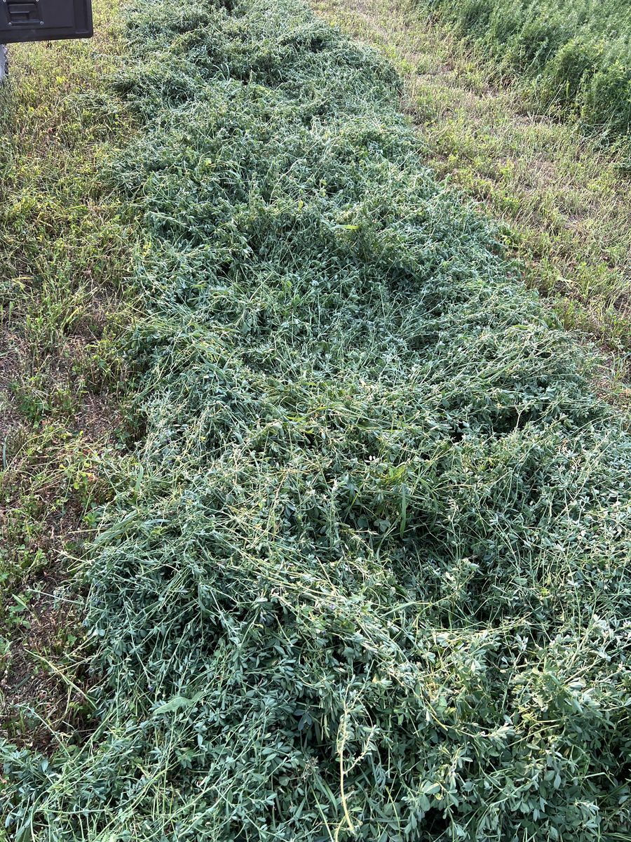 1st crop alfalfa hay 3X3-8' bales