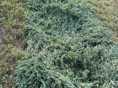 1st crop alfalfa hay 3X3-8' bales