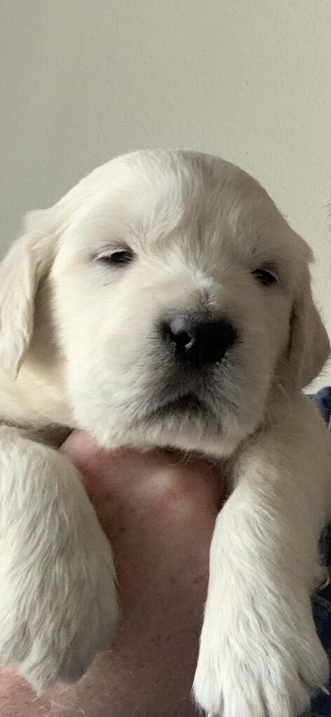 AKC Golden Retriever Puppies Champion Lines