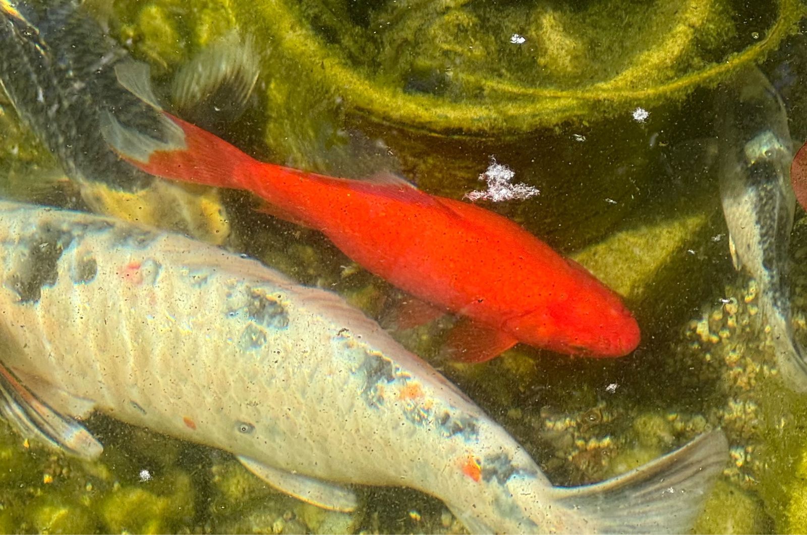 Goldfish