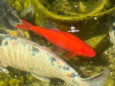 Goldfish