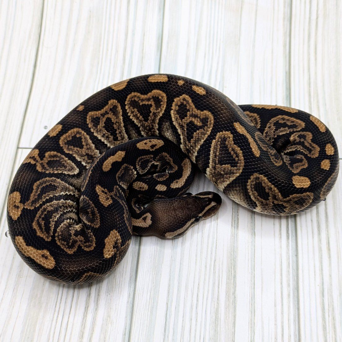 2025 Baby Male Black Pastel Sable Ball Python