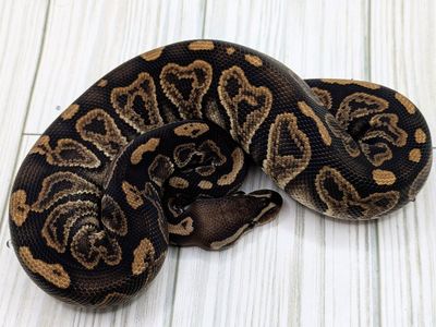 2025 Baby Male Black Pastel Sable Ball Python